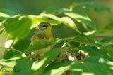 Paruline  collier (Northern Parula)