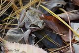 Grenouille des bois
