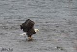 Pygargue  tte blanche (Bald Eagle)