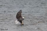 Pygargue  tte blanche (Bald Eagle)
