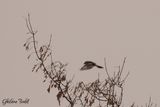 Pie-griche borale (Northern Shrike)