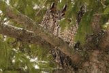 Hibou moyen-duc (Long-eared Owl)