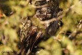 Nyctale de Tengmalm (Boreal Owl)