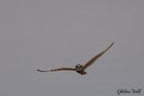 Hibou des marais (Short-eared Owl)