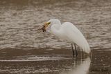 Grande Aigrette (Great Egret)