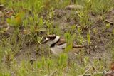Pluvier kildir (Kildeer)