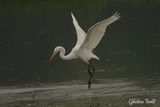Grande Aigrette (Great Egret)