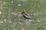 Dendrocygne  ventre noir (Black-bellied Whistling-Duck)
