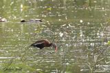 Dendrocygne  ventre noir (Black-bellied Whistling-Duck)