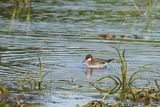 Phalarope  bec troit (Red-necked Phalarope)