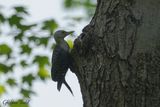 Pic  ventre roux (Red-bellied Woodpecker)