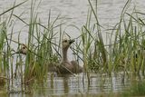Bernache du Canada (Canada Goose)