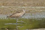 Courlis corlieu (Whimbrel)