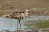 Courlis corlieu (Whimbrel)