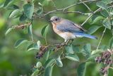 Bluebird Posing