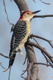 Male Red Belly Woodpecker in Beech 