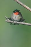 Hummer Stretch 