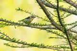 Yellow Throated Warbler 