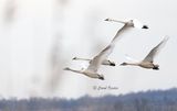Trumpter Swan Family 
