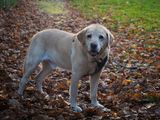 Autumn Fudge