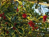Berries