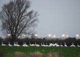 Wild swans