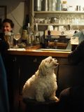 Dog friendly