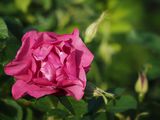 A good year for the roses