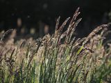Grass