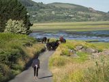 Moving the cattle