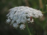 Just a bug