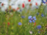 Wild flowers