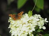 Comma butterfly