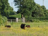 Summer meadow