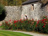 Autumn roses