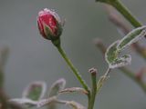 Iced rosebud
