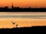 Herons