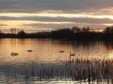 Swan Lake