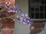 Wisteria 