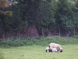 Grazing