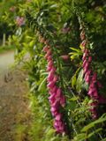 Foxgloves