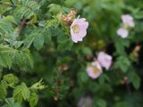 Dog Roses in the rain