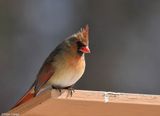 Northern cardinal, female