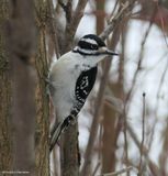 Hairy woodpecker, female