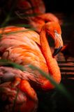 Flamand rose - Zoo de Granby 