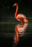 Flamand rose - Zoo de Granby 