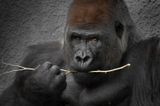 Gorille des plaines - Zoo de Granby 