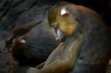 Mandrill - Zoo de Granby 