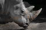 Rhinocros - Zoo de Granby 