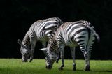 Zbres - Zoo de Granby 